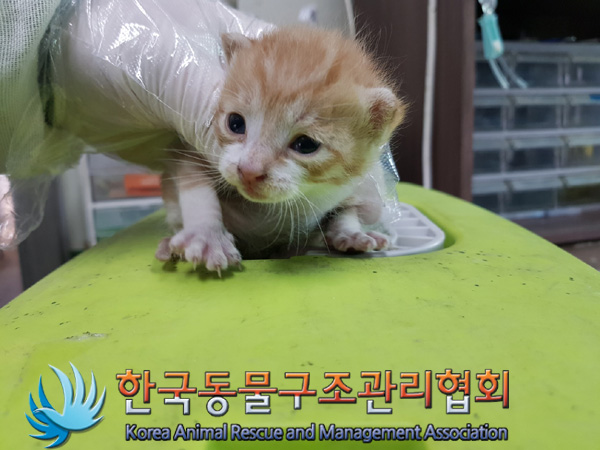 종료(입양) 한국 …